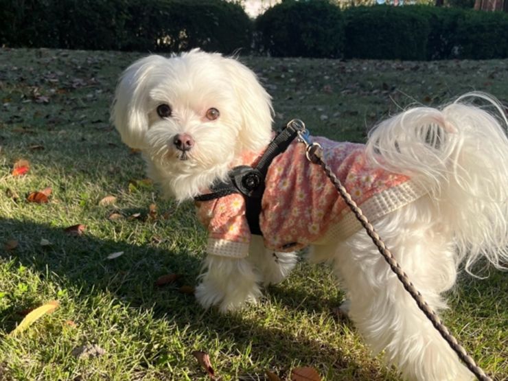 保護犬と共に歩みたい Top_03.jpg